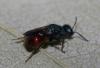 Hedychrum nobile